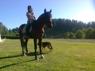 cheval et berger allemand 